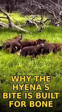 Why the Hyena's Bite Is Built for Bone #shorts #wildlife #lion #hyena