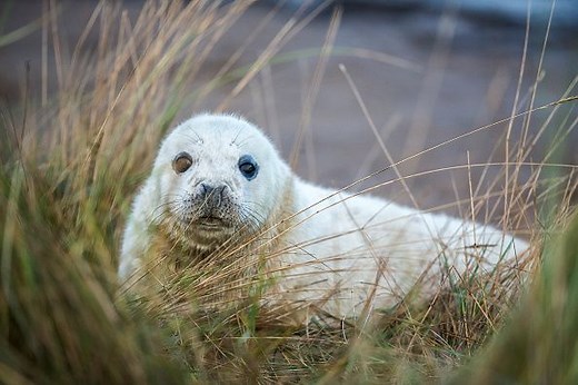 Britain's best seal watching spots and how to avoid disturbing the colony - Countryfile.com