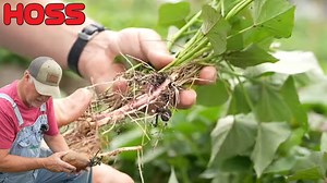 35K views · 1K reactions | We think sweet potatoes are one of the...