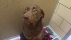 Biscuit is a two year old Spayed female chocolate lab. Good with older children and other dogs. Housebroken. Very sweet. up for adoption at the TLC animal shelter, HOmer Glen Il, | Tender Loving Care Animal Shelter