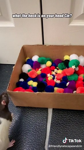 Rattie Ball Pit Fun - Cute Rat Adventure!