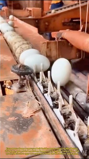 The Fascinating Machine That Checks Egg Quality Before They Reach the Market #work