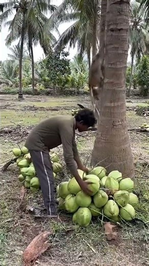 এই মানুষটার ডাব কাটার প্রতিভা দেখুন#short# #coconut#water#