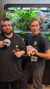 Love Is In The Air Sale! https://fearnottarantulas.com/products/love-is-in-the-air-valentines-sale | Fear Not Tarantulas, Inc