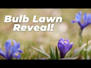 Bulb Lawn Update!