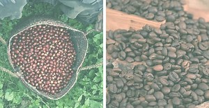 Rwanda Coffee: Everything You Need to Know