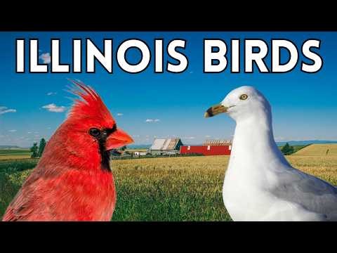 Common Birds In Illinois - 20 Birds You Should Know in Illinois