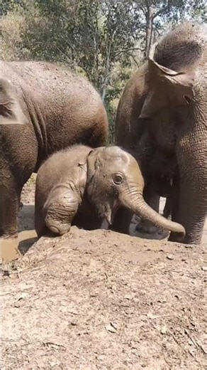Wait For The Smile! Baby Elephant Playing Happily with Mom 🐘🥰 #babyelephant #cuteanimal #shorts