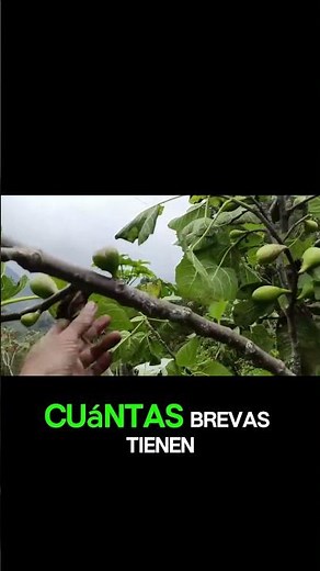 Figs in cold weather: learn how to sow and harvest