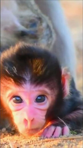 Cute baby gently sliding forward with chin resting on earth – Wildlife worldwide earth