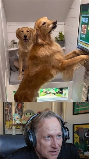 Someone remade The Office with dogs and it’s perfect.
