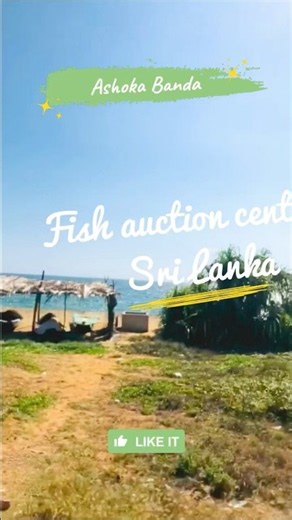 A fish auction shed 🙁 ලෙල්ලමක් Travel With Ashoka Bandara