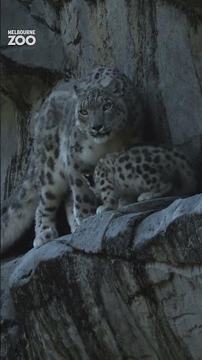 Snow Leopard cubs first time exploring outside