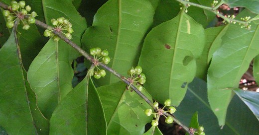 Chá de bugre: como é feito e quais os benefícios para a saúde