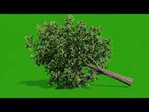 Tree Failling Sideways | Falling tree animation loop