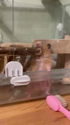 凶暴すぎるハムスターの行動