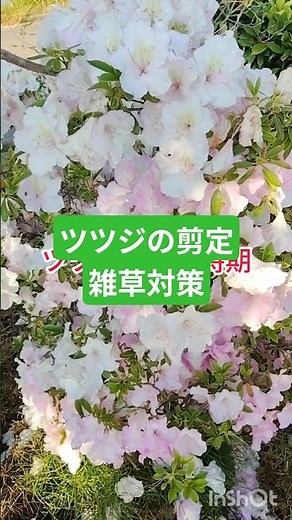 ツツジの剪定時期5月6月雑草対策は除草剤が簡単 #家庭菜園 #現代農業 #農業 #ファーム生活 #gardening #庭作業 #野菜