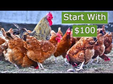 How to Start a Profitable Chicken Farm with Only $100 (Full Guide) | Smart Agri Hub