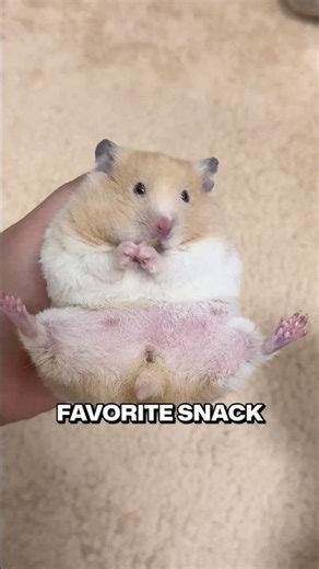 This Tiny Hamster Turned Into A Peanut Storage 😂