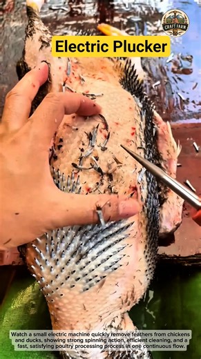 Compact Electric Plucker Makes Poultry Prep Easy 🐔⚙️