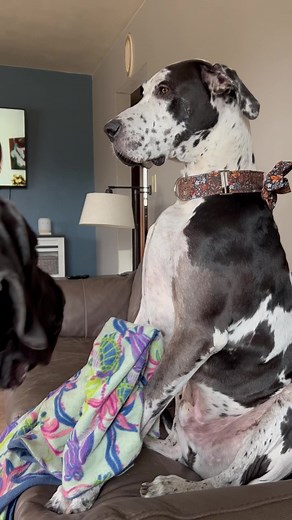 On Sundays we have bacon 🥓. #dog #bacon #dogoftheday | Larry_the_great_dane