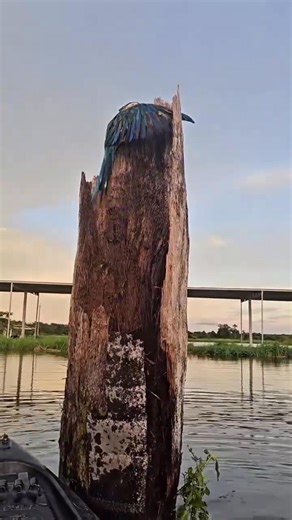 ⭕️ Save Help and Protect Endangered Parrots… 🔴 Don’t let our black-cockatoos’ mournful cries be the sound of goodbye!.... 🔴 Fight to save vital habitat for the most vulnerable black-cockies, so they have safe places to feed and nest. 🔴 Look to the future and advocate for stronger nature laws to protect our birds, so they aren’t lost forever 🔴Help locate, restore and protect the remaining habitats both species depend on — and give these incredible parrots a real shot at survival. 🔴 Every act