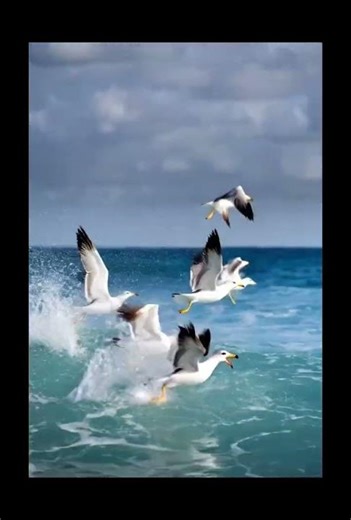 Various Birds Swimming in the Ocean | Stunning Seabirds in Their Natural Habitat