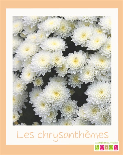 🌼 Dernière étape pour les chrysanthèmes : le fleurissement ! Après des mois de soins attentifs — boutonnage, arrosage et surveillance quotidienne — les chrysanthèmes entrent enfin dans leur plus belle phase : la floraison 🌸 C’est le moment où le travail des Artisans du Végétal prend tout son sens, révélant des tapis de couleurs éclatantes dans les serres et sur les étals. 🎨 Jaunes, orangés, roses ou pourpres, chaque variété illumine l’automne et nous rappelle que derrière chaque fleur, il y a