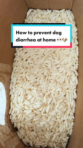 A simple dog owner tip to prevent doggy diarrhea at home! #dogdiy #dogdiarrhea #fyp #dogs
