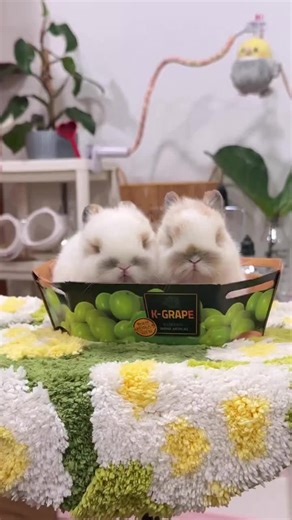 Looking for a pocket-sized best friend? 🐇✨ These adorable Netherland Dwarf bunnies are playful, gentle, and absolutely irresistible. Ready for their forever homes! #bunnylove #adoptdontshop #cutebunnies #petadoption #bunnytok
