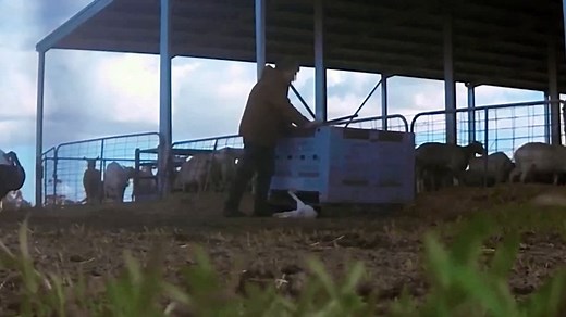 **Graphic Warning**: Baby goats clubbed to death