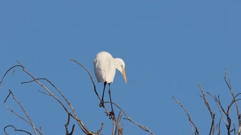 clip-3988592921-great-egret-ardea-alba-regurgitating-partially-digested