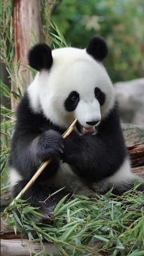 panda eating bamboo stick #cute #foryou #viral #trending