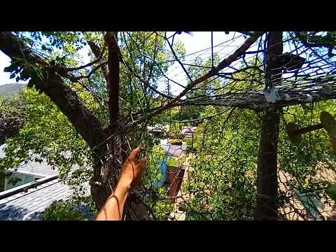 Tree Net Tour. Backyard hangout web. Built by Charlie's Webs tree net service