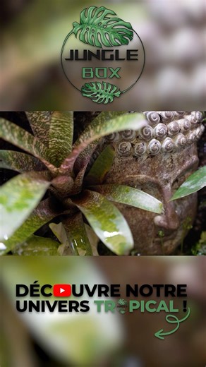 Un BOUDDHA dans notre TERRARIUM ! 🙏🏻🌿