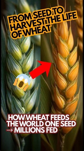 Watch Wheat Grow: Seed to Harvest in Stunning Time-Lapse (8K) “Everything you eat… starts here. This is how one tiny seed becomes food for the world.” Watch the incredible time-lapse journey of wheat growth, from a tiny seed underground to a golden harvest ready to feed millions. This cinematic documentary reveals roots, soil, germination, flowering, and grain formation—all in stunning detail. You’ll see how wheat plants develop step by step, including germination, tillering, stem elongation, fl