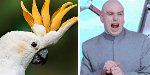 Cockatoo has an incredible maniacal laugh that feels straight out of a movie