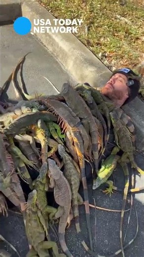 Man stacks frozen Iguanas to explain brumation during Florida cold