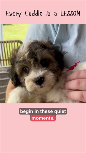 Ultimate Puppy Cuddle Guide Create a Safe & Loving Bond #PuppyTraining #DogLovers