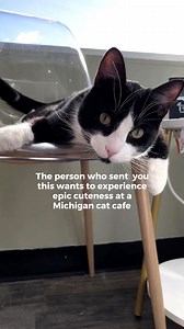 9.1K views · 103 reactions |  Experience maximum cuteness at these 10 cat cafes in Michigan ⤵️ https://www.awesomemitten.com/cat-cafes-in-michigan/ | Awesome Mitten | Facebook