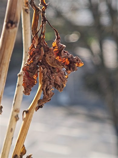 Creating a Macro Video with Stabilization Techniques