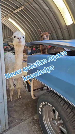 Understanding Alpaca Care and Maintenance