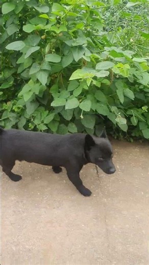 복실이랑 산책 영상