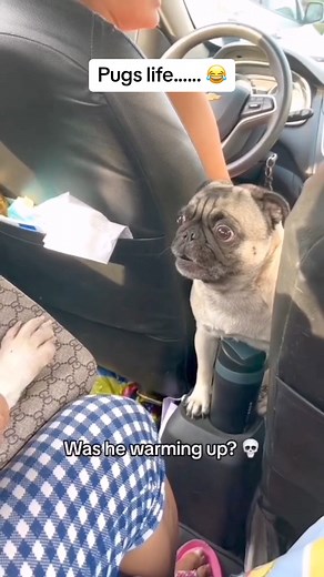 Funny pugs video compilation 😂. #pugs #pugslife #funnydogs #screaming #pugsoftiktok #funnyvideos #funnypugsvideos. | Pug Laughs