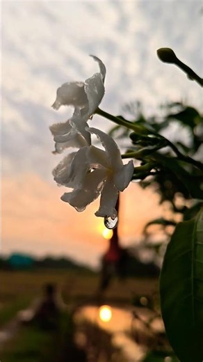 star flower,तारा फूल🏵️#shorts #trending #viral #ytshorts #viralvideo #mrjugal