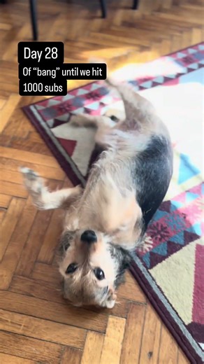 Day 28 – Bumblebee’s “bang” 🐕 #puppy #cute #dailychallenge #funny #pets