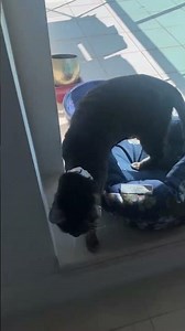 M Cat smacks her lips for a treat 😊