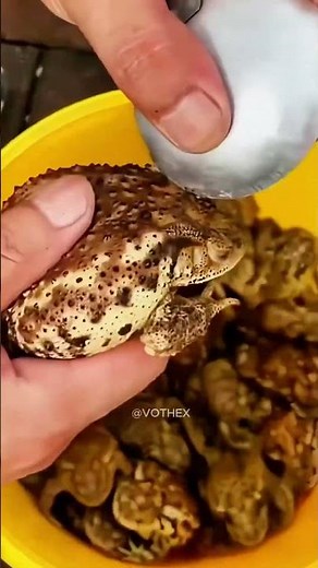 Why They Collect Toad Poison