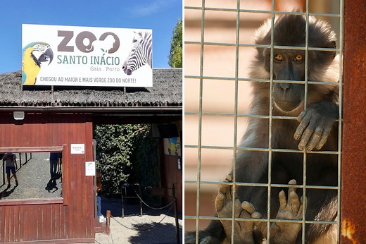 Monkey pulls off finger of boy, 5, after biting him while he stood near cage