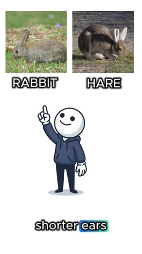Rabbit vs. Hare The Differences You Didn't Know! 🐰